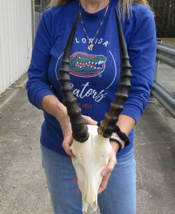 B-Grade 10" Male Blesbok Skull with 14" Horns, purchase this for $70