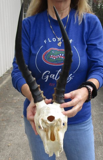 B-Grade 10" Male Blesbok Skull with 14" Horns, purchase this for $70