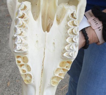 B-Grade African Female Eland skull with 22 inch horns - $130