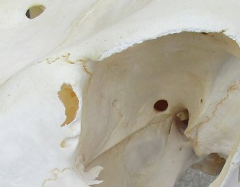 B-Grade African Female Eland skull with 22 inch horns - $130