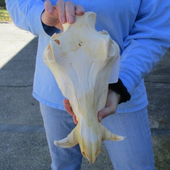 B-Grade 13" African Warthog Skull with 4" Ivory Tusks - $80