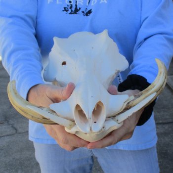 B-Grade 14" African Warthog Skull with 7-8" Ivory Tusks - $135