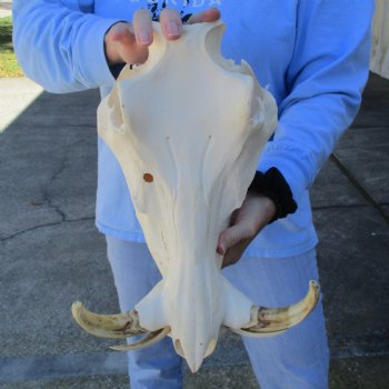 B-Grade 14" African Warthog Skull with 7-8" Ivory Tusks - $135
