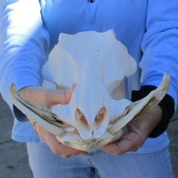 B-Grade 13" African Warthog Skull with 6" Ivory Tusks - $125