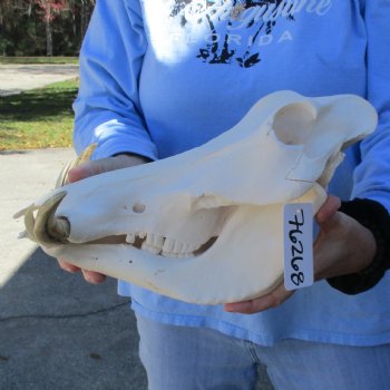 B-Grade 13" African Warthog Skull with 6" Ivory Tusks - $125