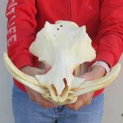 B-Grade 15" African Warthog Skull with 8" Ivory Tusks - $135