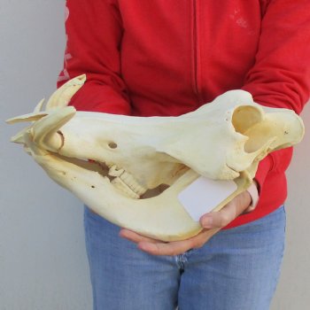 B-Grade 15" African Warthog Skull with 8" Ivory Tusks - $135