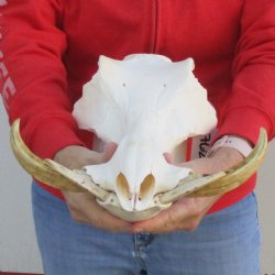 B-Grade 13" African Warthog Skull with 8" Ivory Tusks - $125