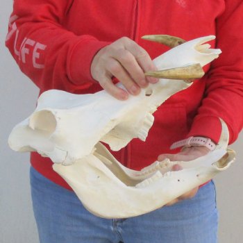 B-Grade 13" African Warthog Skull with 8" Ivory Tusks - $125