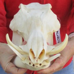 B-Grade 12" African Warthog Skull with 4" Ivory Tusks - $80