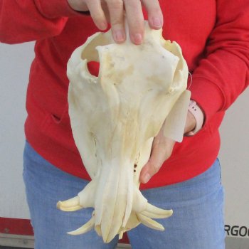 B-Grade 12" African Warthog Skull with 4" Ivory Tusks - $80