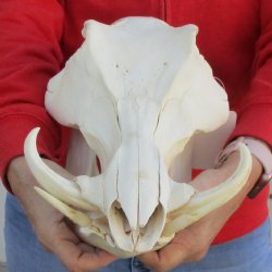 B-Grade 13" African Warthog Skull with 6" Ivory Tusks - $110