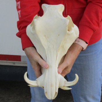 B-Grade 13" African Warthog Skull with 6" Ivory Tusks - $110