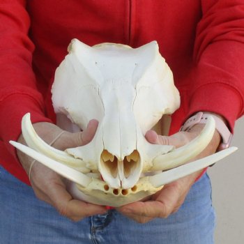 B-Grade 13" African Warthog Skull with 5" Ivory Tusks - $95