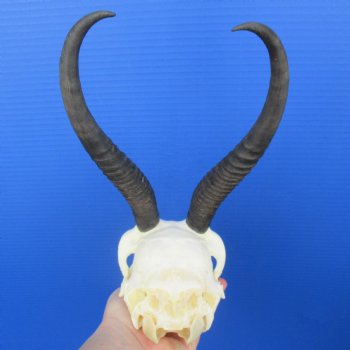 B-Grade 8-1/2" Female Springbok Skull with 8-1/2" Horns - $39