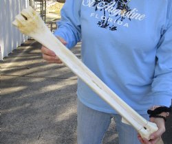 Authentic 27 inch giraffe metatarsal leg bone for $115