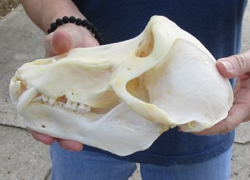9 inch B-Grade Male Chacma Baboon Skull for Sale (CITES# P-000007981) for $175