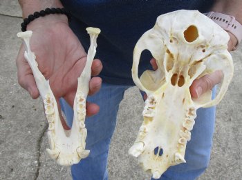 9 inch B-Grade Male Chacma Baboon Skull for Sale (CITES# P-000007981) for $175
