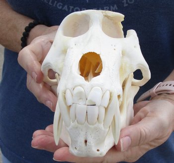 8-1/2 inch B-Grade Male Chacma Baboon Skull for Sale (CITES# P-000007981) for $250