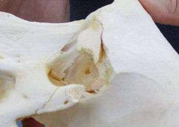 8-1/2 inch B-Grade Male Chacma Baboon Skull for Sale (CITES# P-000007981) for $250