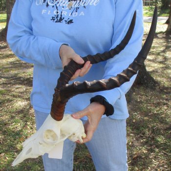 African Impala Skull with 19-20" Horns - $85