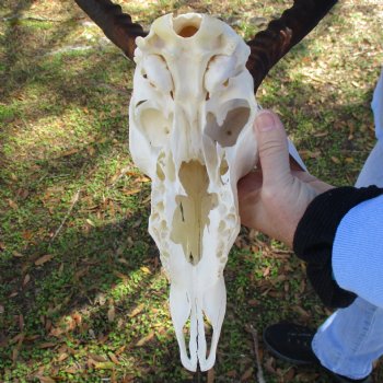 African Impala Skull with 19-20" Horns - $85