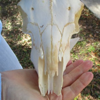 B-Grade African Impala Skull with 18-19" Horns - $75