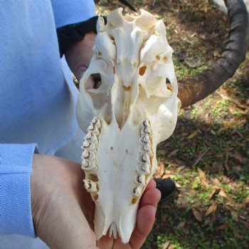 B-Grade African Impala Skull with 18-19" Horns - $75