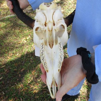 African Impala Skull with 20-21" Horns - $105