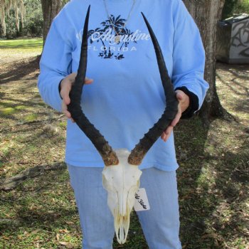 African Impala Skull with 17-18" Horns - $105
