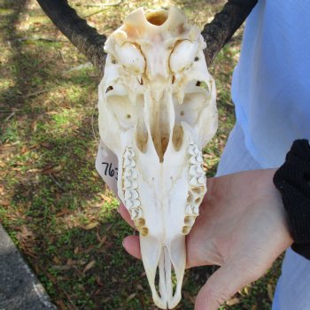 African Impala Skull with 17-18" Horns - $105