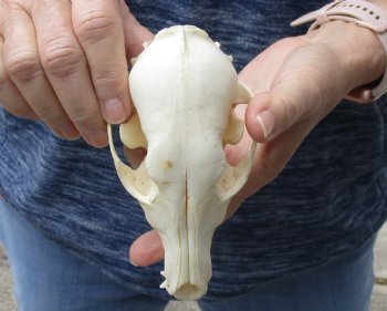 6 inch African B-Grade Black-Backed Jackal Skull, buy now for $45