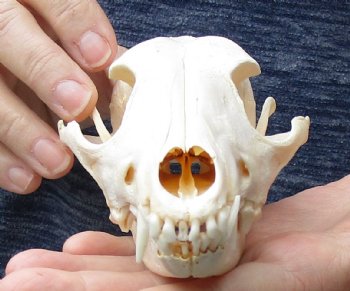 6-1/4 inch African B-Grade Black-Backed Jackal Skull, buy now for $45