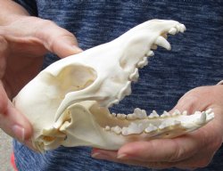 African B-Grade Black-Backed Jackal Skull, 6-1/4 inches, available for purchase $45