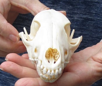 African B-Grade Black-Backed Jackal Skull, 6-1/4 inches, available for purchase $45