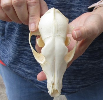B-Grade African Black-Backed Jackal Skull, 6 inches, available for purchase $45