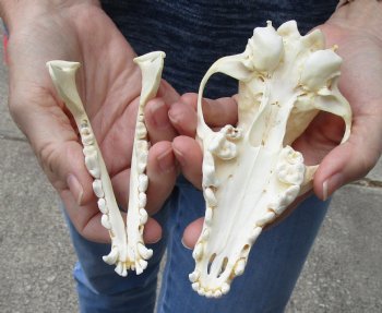 B-Grade African Black-Backed Jackal Skull, 6 inches, available for purchase $45