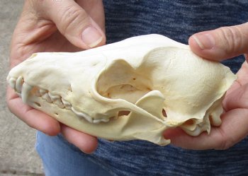 African B-Grade Black-Backed Jackal Skull for sale $40