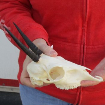B-Grade 7" Grey Duiker Skull with 4" Horns - $60
