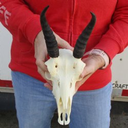B-Grade 8-1/2" Mountain Reedbok Skull with 6-1/2" Horns - $65