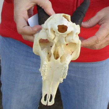 B-Grade 8-1/2" Mountain Reedbok Skull with 6-1/2" Horns - $65