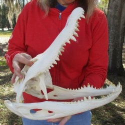 B-Grade 17-1/4" Florida Alligator Skull - $150