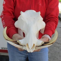 A-Grade 14" African Warthog Skull with 10" Ivory Tusks - $175