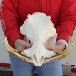 A-Grade 14" African Warthog Skull with 9-10" Ivory Tusks - $165