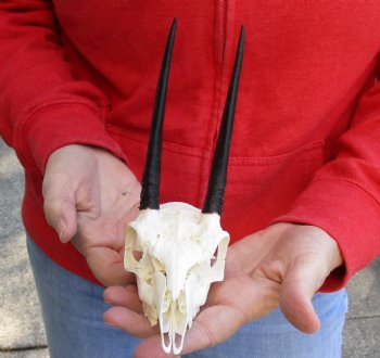 B-Grade African Steenbok Skull with 5 inches Horns - $65