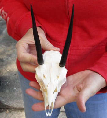 B-Grade African Steenbok Skull with 5 inches Horns - $65