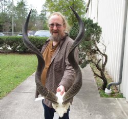 African Kudu Skull Plate with 40" & 41" Horns - $200