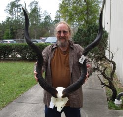 African Kudu Skull Plate with 43" & 44" Horns - $200