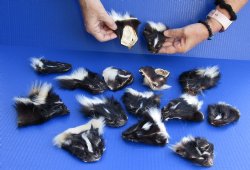 15 pc lot of Real North American tanned skunk faces 3 to 4-1/2 inches long - $80/lot (strong skunk smell)