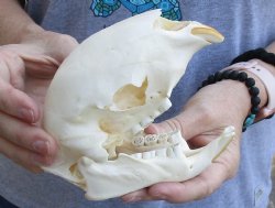 B-Grade 6 inches African Cape Porcupine Skull for $35